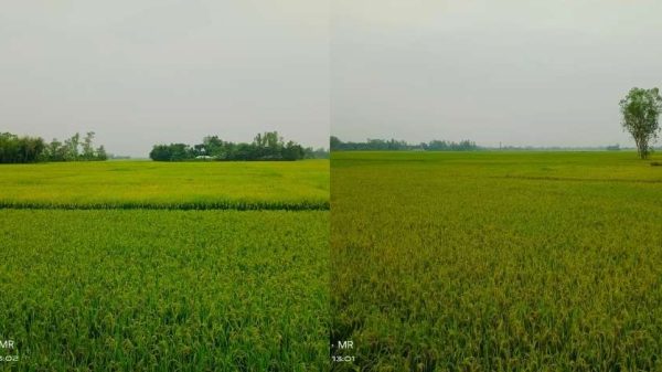 Katta qora mushukli tola ayol, orqadan fotosurat, it uslubi