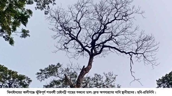 কালীগঞ্জ-কোটচাঁদপুর সড়কের শতবর্ষী রেইনট্রি গাছের শুকনো ডাল পড়ে দুর্ঘটনার আশঙ্কায় স্থানীয়দের দাবি—দ্রুত অপসারণ। উপজেলা নির্বাহী কর্মকর্তা প্রতিরোধমূলক ব্যবস্থা নেওয়ার আশ্বাস দিয়েছেন।
