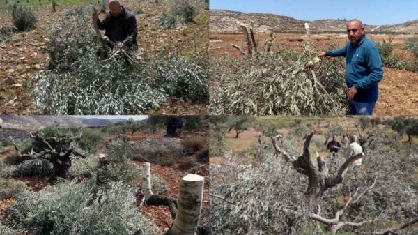 অধিকৃত পশ্চিম তীরে এক সপ্তাহে ১ হাজার ৬০০টির বেশি জলপাই গাছ ধ্বংস করেছে দখলদার ইসরায়েলিরা। বসতি সম্প্রসারণের অংশ হিসেবেই এসব হামলা চলছে।