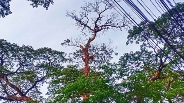 কালীগঞ্জ নতুন বাজারে ঝুঁকিপূর্ণ রেইনট্রি গাছের শুকনো ডাল