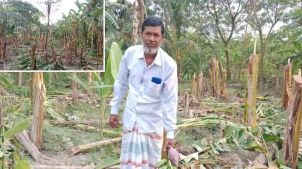 খুলনার দিঘলিয়ায় কেটে ফেলা ফলন্ত কলাগাছের বাগান