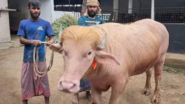 নারায়ণগঞ্জের ভাইরাল গোলাপি মহিষ ডোনাল্ড ট্রাম্প