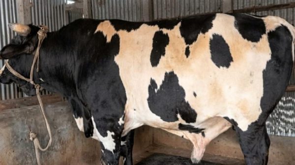রাজবাড়ীর পাংশায় ৩৬ মণ ওজনের বিশাল গরু ‘রাজবাড়ীর বস’