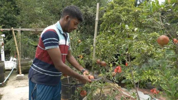 হরিণাকুন্ডুর হিজলি গ্রামে মনোজিৎ বিশ্বাসের ছাদ বাগানে ফলভর্তি বিভিন্ন জাতের আনার গাছ